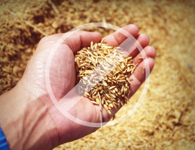 5 Reasons To Choose Grain & Gluten Free Dog Food