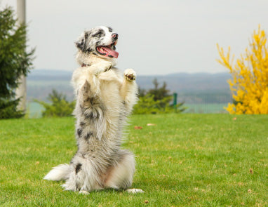 7 Cool Tricks to Teach Your Dog