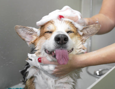 Grooming a Dog at Home: Sparky’s Top Tips