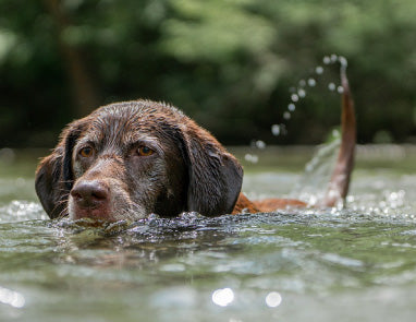 Overall, can dogs swim? Tips for teaching your dog to swim