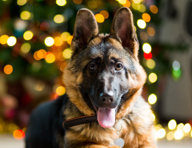 Holiday Pet Safety: Top 10 Dog Safety Tips for Christmas