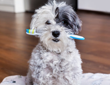 Brushing a Dog’s Teeth: Sparky’s Guide
