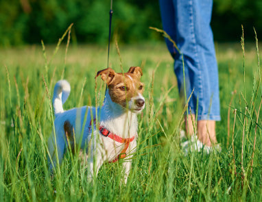 The Best Natural Flea and Tick Prevention For Dogs