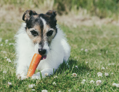 Top Fruits and Vegetables for Dogs