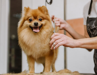 Tips for Grooming Dogs in Summer