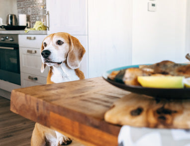 Holiday Pet Safety: Dangerous Holiday Foods for Pets