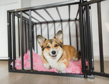 Sparky’s Guide to Crate Training a Puppy or Dog