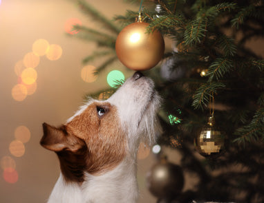 Holiday Pet Safety: How to Dog-Proof Your Christmas Tree