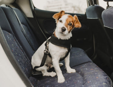 How to Safely Travel With a Dog for the Holidays