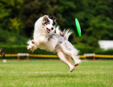 Joint Pain Relief for Dogs: How Diet Helps