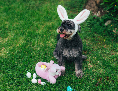 The Perfect Easter for Dogs