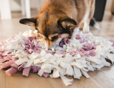 10 Fun Puzzles for Dogs You Can Do At Home