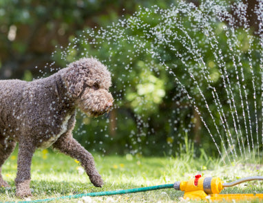 4 tips to keep your dog cool this summer