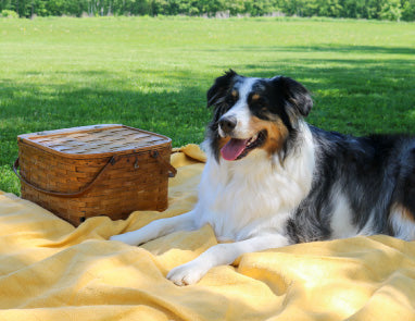 How to Plan the Perfect Dog Friendly Picnic