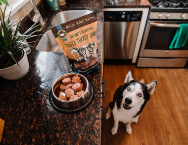 What is the Best Natural Dog Food?