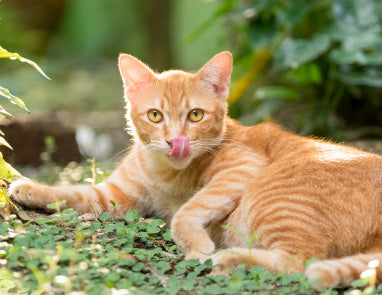 The Ultimate Guide To Cat Coat Colors